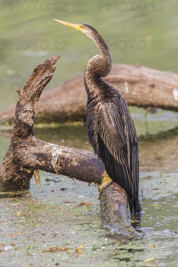 Oriental Darter (Anhinga melanogaster)