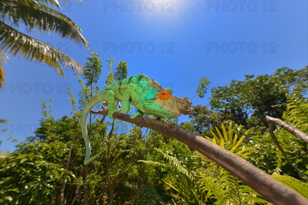 Parson's Chameleon (Calumma parsonii)