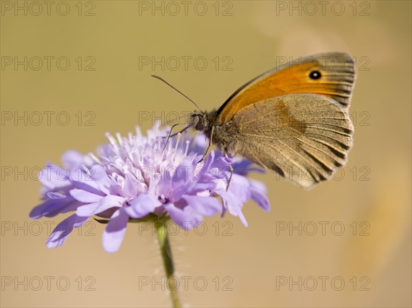 Small Heath (Coenonympha pamphilus) sucking nectar