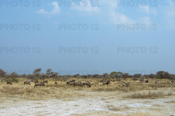 Herd of Blue Wildebeest (Connochaetes taurinus)