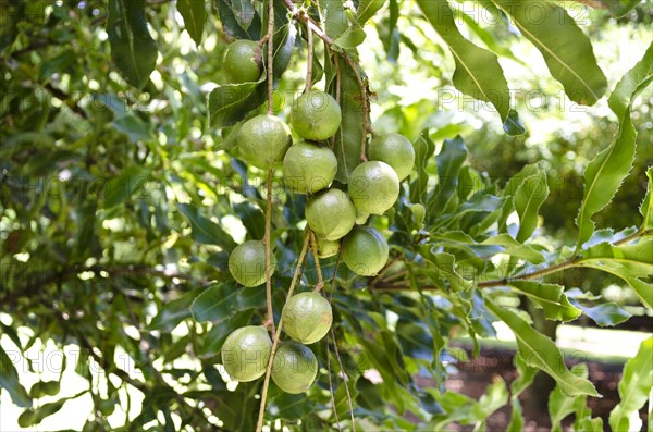 Macadamia (Macadamia ternifolia)