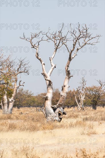 Moringa tree (Moringa ovalifolia)