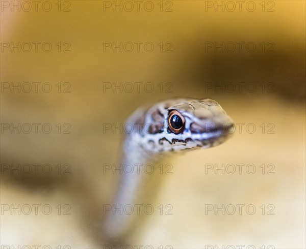 Leopard Sand Snake (Psammophis leopardinus brevirostris)