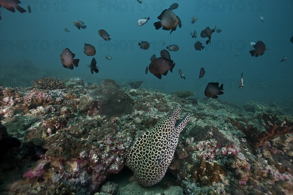 Laced Moray (Gymnothorax favagineus)