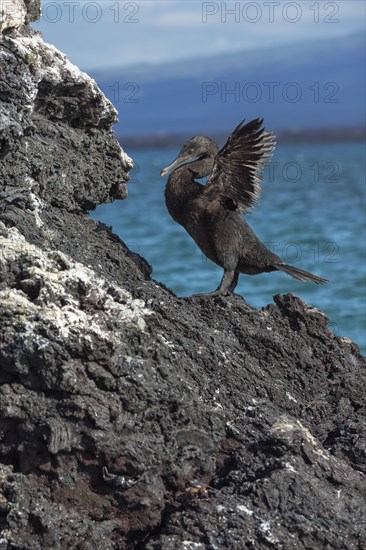 Flightless Cormorant (Phalacrocorax harrisi)