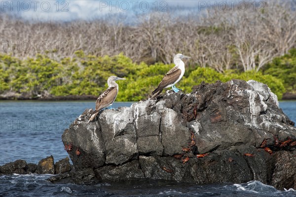 Galapagos Blue-footed Boobies (Sula nebouxii excisa)