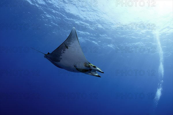 Sicklefin Devil Ray or Box Ray (Mobula tarapacana)