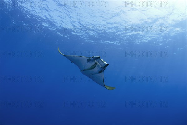 Sicklefin Devil Ray or Box Ray (Mobula tarapacana)