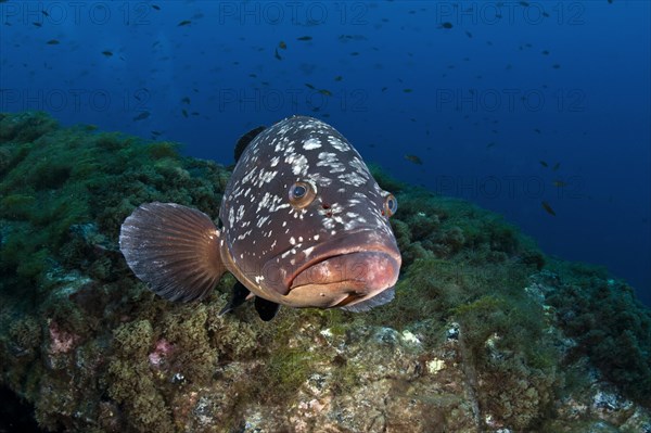 Dusky Grouper or Merou (Epinephelus marginatus)