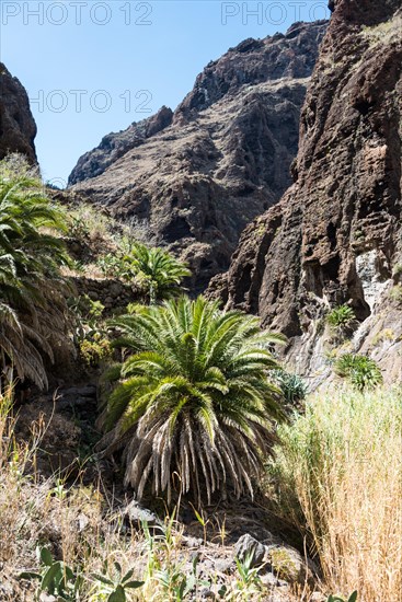Palm trees in the Masca Gorge