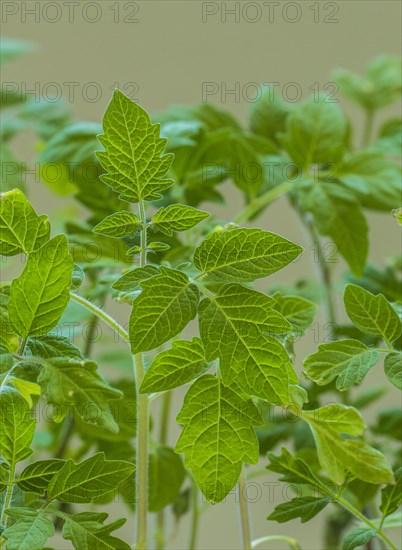 Young Tomato plants (Lycopersicon esculentum)