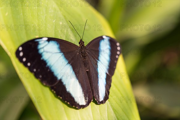 Blue Morpho (Morpho peleides)