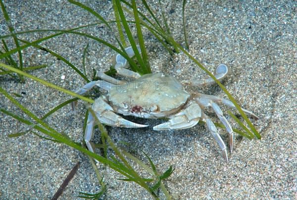 Swimming Crab species (Macropipus holsatus)