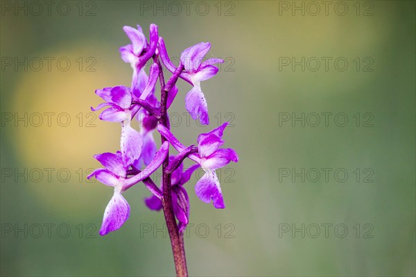 Early Purple Orchid (Orchis mascula)