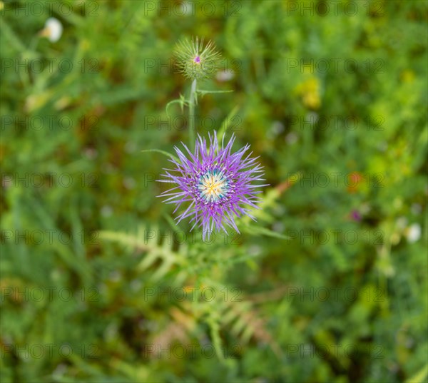 Boar Thistle or Purple Milk Thistle (Galactites tomentosa)