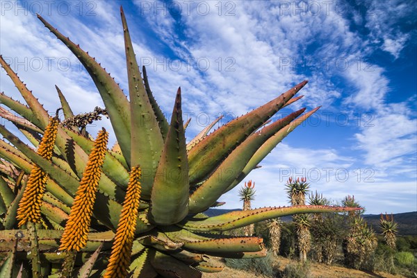 Cape Aloe (Aloe ferox)