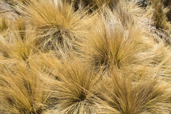 Peruvian feather grass (Stipa ichu)