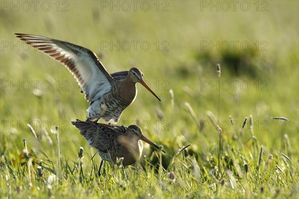 Black-tailed Godwit (Limosa limosa)