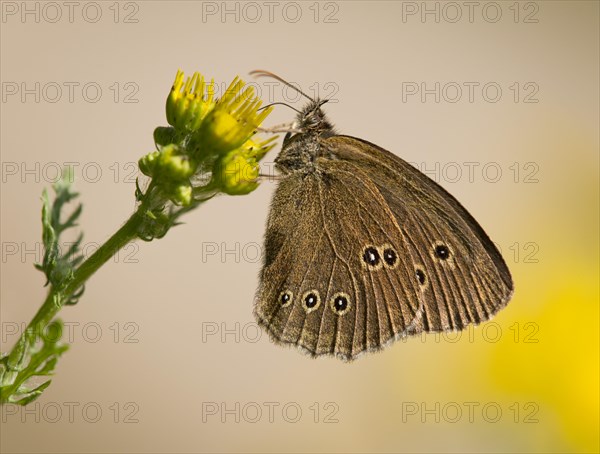 Ringlet (Aphantopus hyperantus) sucking nectar