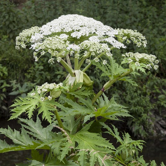 Giant hogweed (Heracleum mantegazzianum)