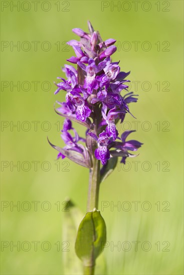 Marsh Orchid (Dactylorhiza majalis)