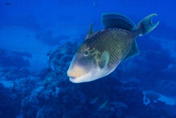 Yellowmargin Triggerfish (Pseudobalistes flavimarginatus)