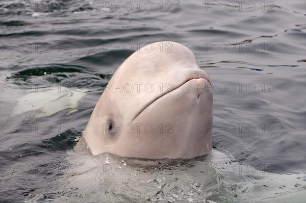 Beluga Whale or White Whale (Delphinapterus leucas)