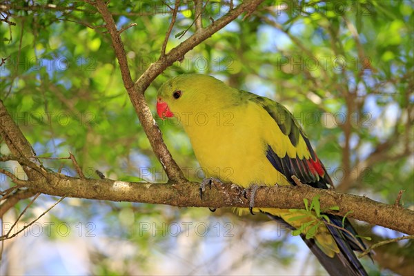 Regent Parrot (Polytelis anthopeplus)