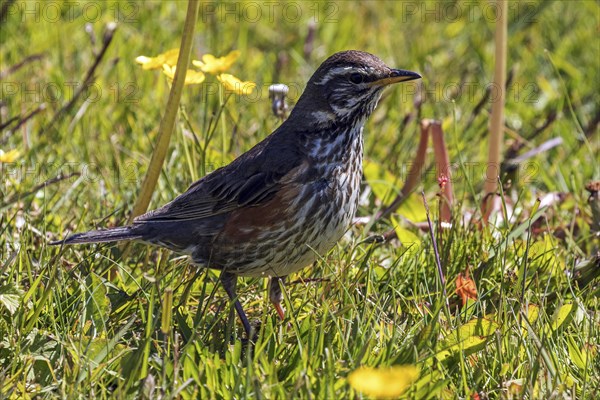 Redwing (Turdus iliacus)