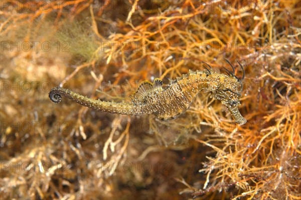 Short-snouted Seahorse (Hippocampus hippocampus)