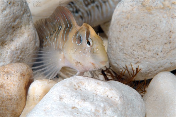 Peacock Blenny (Salaria pavo)