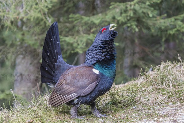 Capercaillie (Tetrao urogallus)