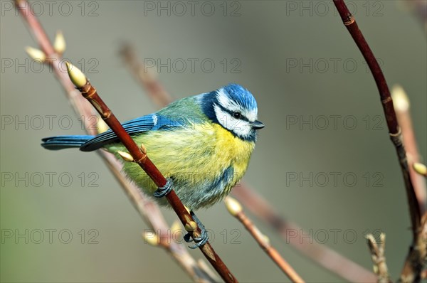 Blue Tit (Cyanistes caeruleus syn Parus caeruleus)