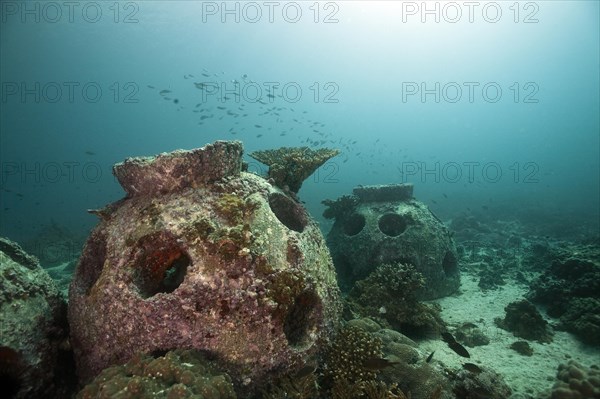 Coral breeding cone