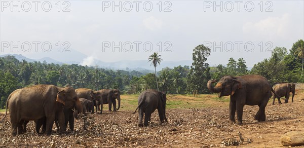 Asian elephants (Elephas maximus) feeding in the Pinnawala Elephant Orphanage
