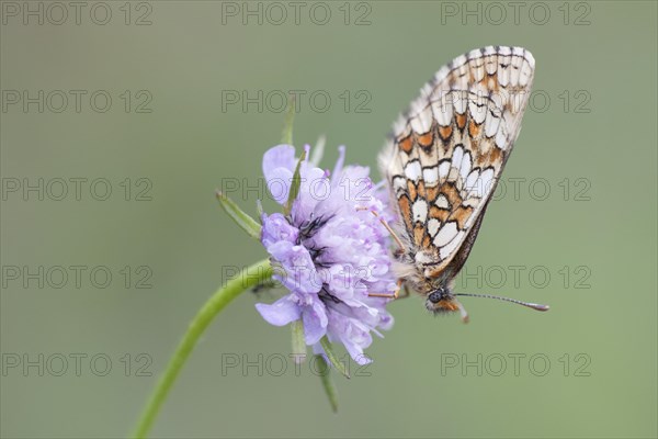 Heath Fritillary (Melitaea athalia)