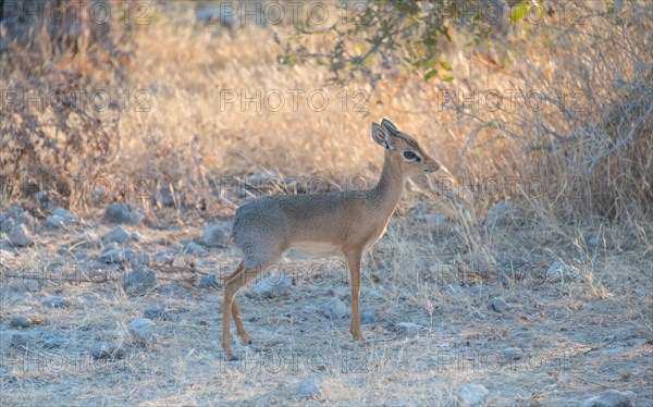 Kirk's dik-dik (Madoqua kirki)