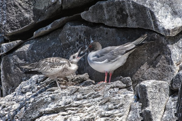 Swallow-tailed Gull (Larus furcatus) feeding its chick