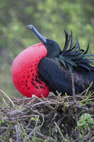 Great Frigatebird (Fregata minor)