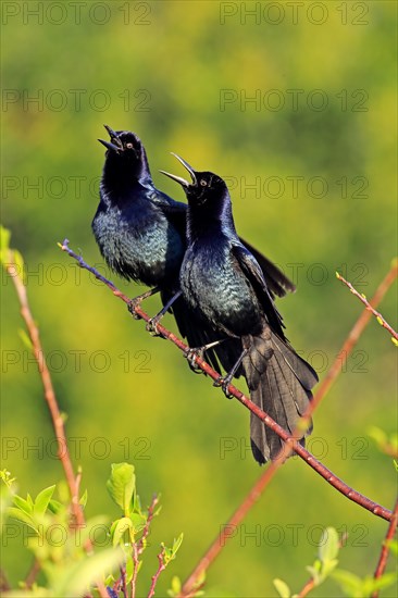 Two Boat-tailed Grackles (Quiscalus major)