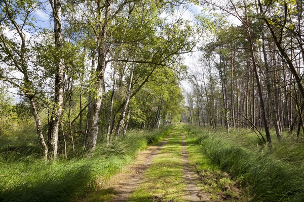 Trail through the Ribnitzer Great Moor Nature Reserve