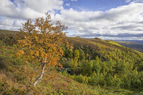 Birch tree in autumn colors
