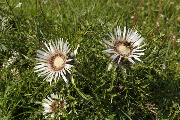 Stemless carline thistle (Carlina acaulis)