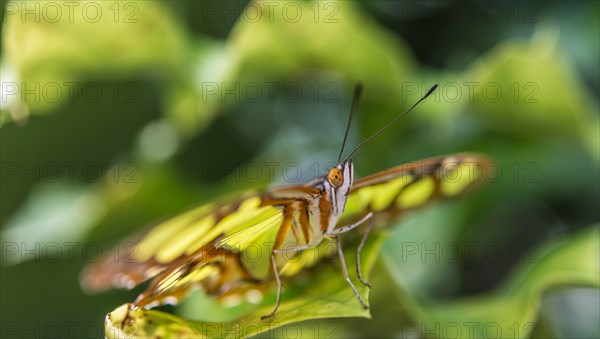 Malachite (Siproeta stelenes)