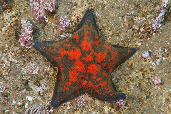 Blue Bat Star (Patiria pectinifera)