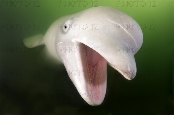 Beluga Whale