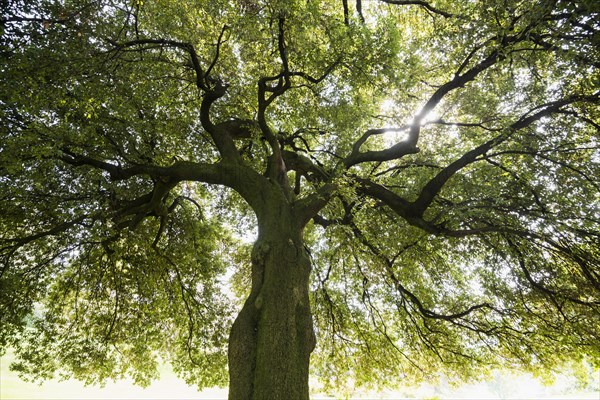 Very old Holm Oak (Quercus ilex)