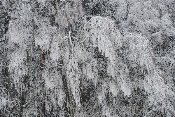 Snow-covered trees