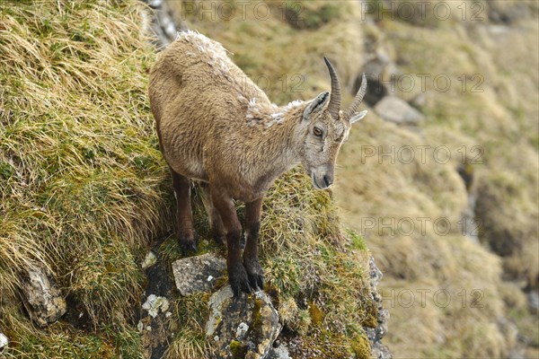 Alpine Ibex (Capra ibex)