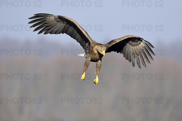 White-tailed Eagle (Haliaeetus albicilla)